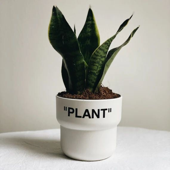 White Planter “Plant”